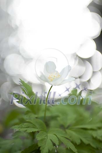 One wood anemone against backlight