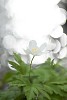 One wood anemone against backlight