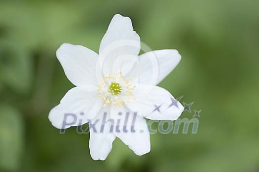 Close-up of a wood anemone Close-up of a wood anemone