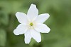 Close-up of a wood anemone