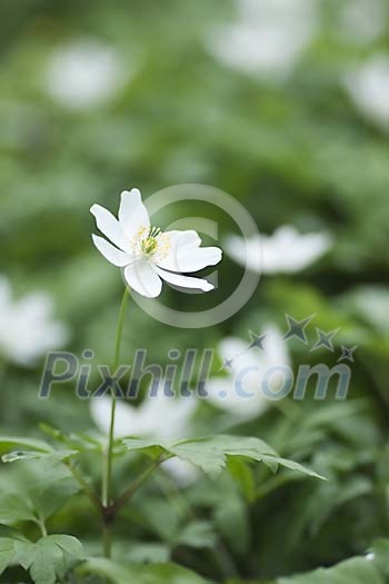 Group of wood anemones, one in focus Group of wood anemones, one in focus