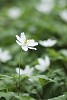 Group of wood anemones, one in focus
