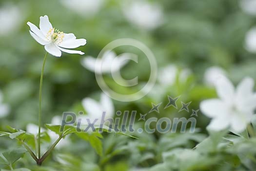 Group of wood anemones, one in focus, others blurred