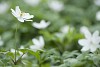 Group of wood anemones, one in focus, others blurred