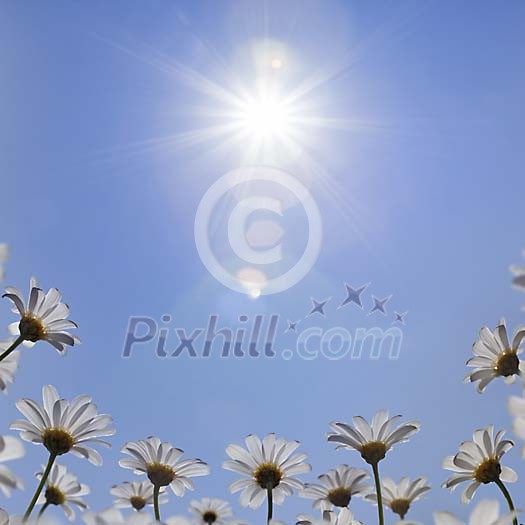 White daisy's on blue sky under bright sun.