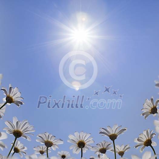 White daisy's on blue sky under bright sun. White daisy's on blue sky under bright sun.