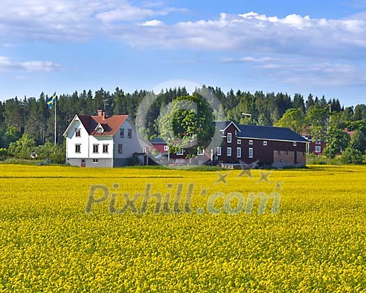 House in a yellow field House in a yellow field