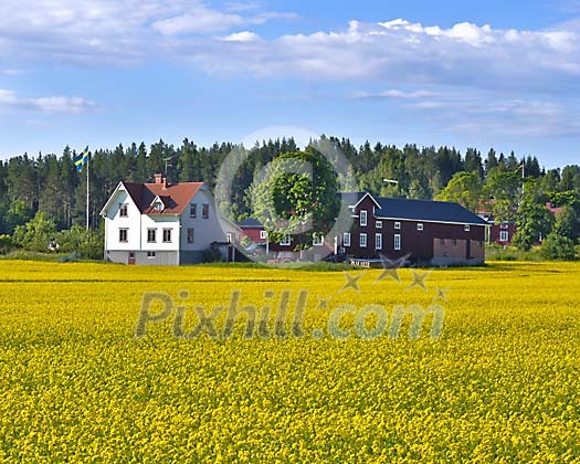 House in a yellow field