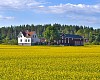 House in a yellow field