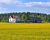 House in a yellow field