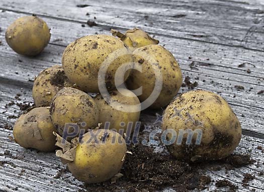 Fresh new potatoes on a grey wood