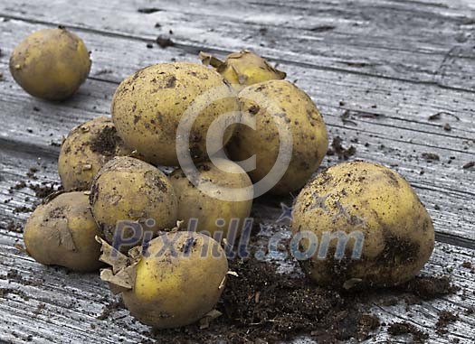 Fresh new potatoes on a grey wood Fresh new potatoes on a grey wood