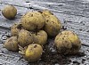 Fresh new potatoes on a grey wood