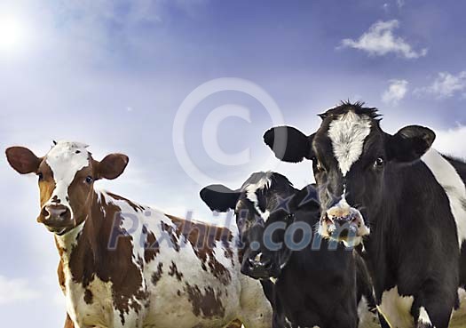 Young calves outside on a sunny day Young calves outside on a sunny day