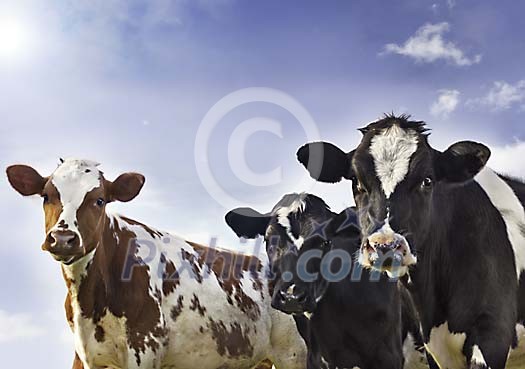 Young calves outside on a sunny day