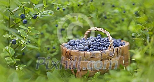 A digital composition of blueberries in the forest