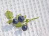 Wild blueberry's on fabric
