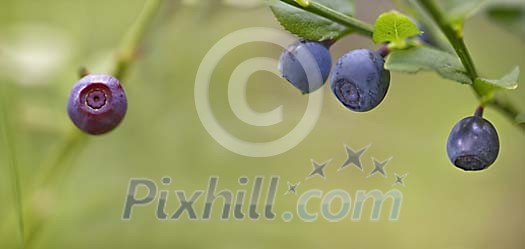 Wild blueberry's in the forest