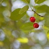 Two cherries surrounded by green leaves 