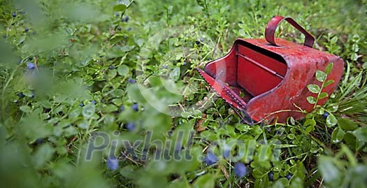 Wild blueberries in the forest