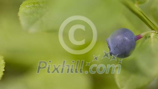 Close-up of one blueberry in nature
