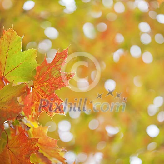 Maple leaves during Autumn