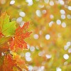 Maple leaves during Autumn