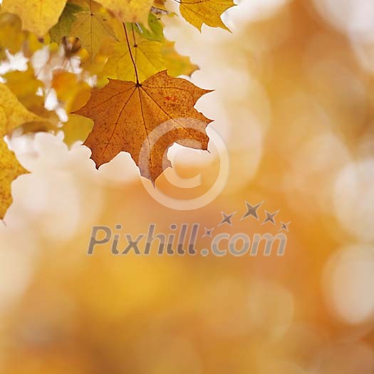Maple leaves during Autumn Maple leaves during Autumn