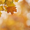 Maple leaves during Autumn