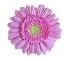 Pink Gerbera with clipping path