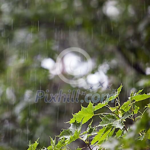 Rain pouring down on maple tree Rain pouring down on maple tree