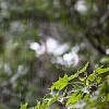 Rain pouring down on maple tree