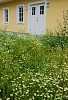 Overgrown weeds in front of house