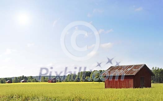 Sunny wheat field with red barns