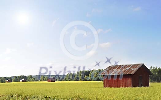 Sunny wheat field with red barns Sunny wheat field with red barns