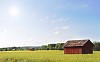 Sunny wheat field with red barns