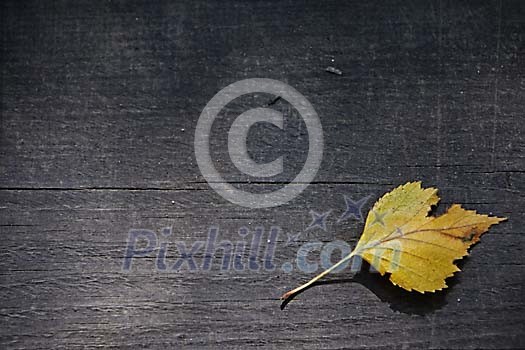 Birch leaf on old wooden platform Birch leaf on old wooden platform