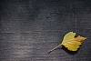 Birch leaf on old wooden platform