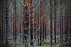 Trees in a thick forest