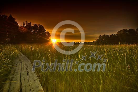 Path in a high grass on a sunset