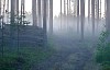 Morning fog in the forest