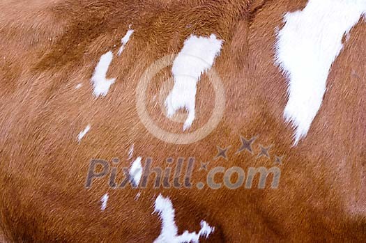 close up of cow hide, brown white. Background