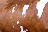 close up of cow hide, brown white. Background