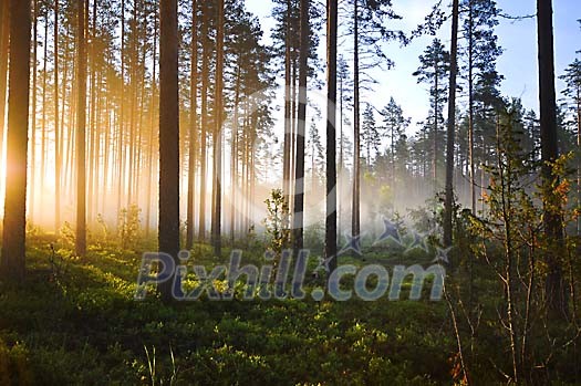 Sunny morning in the forest