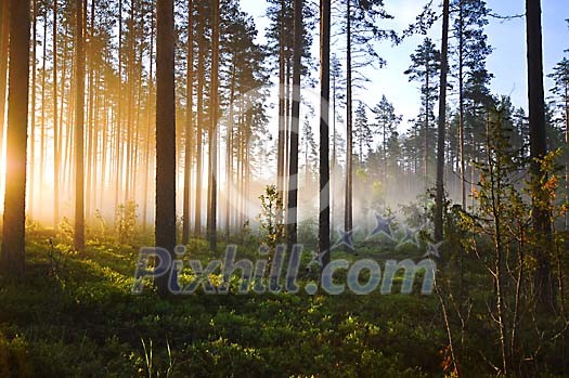 Sunny morning in the forest Sunny morning in the forest