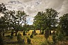 Summery field with trees