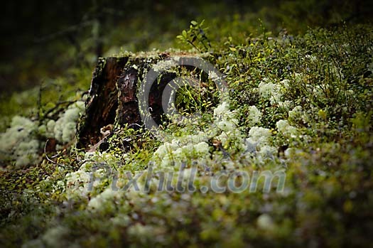 Old stump in forest surrounded with twigs and moss