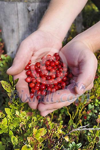 Hands holding lingonberries