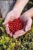 Hands holding lingonberries