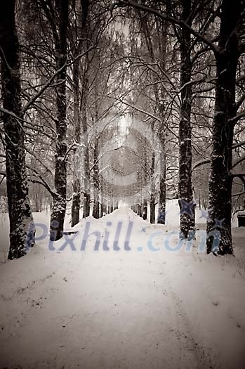 Black and white winter image Black and white winter image